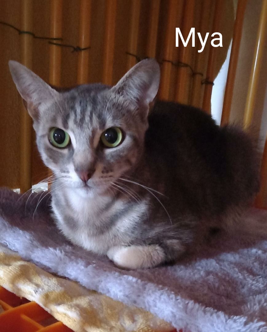 Mya