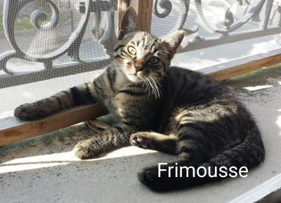 Frimousse