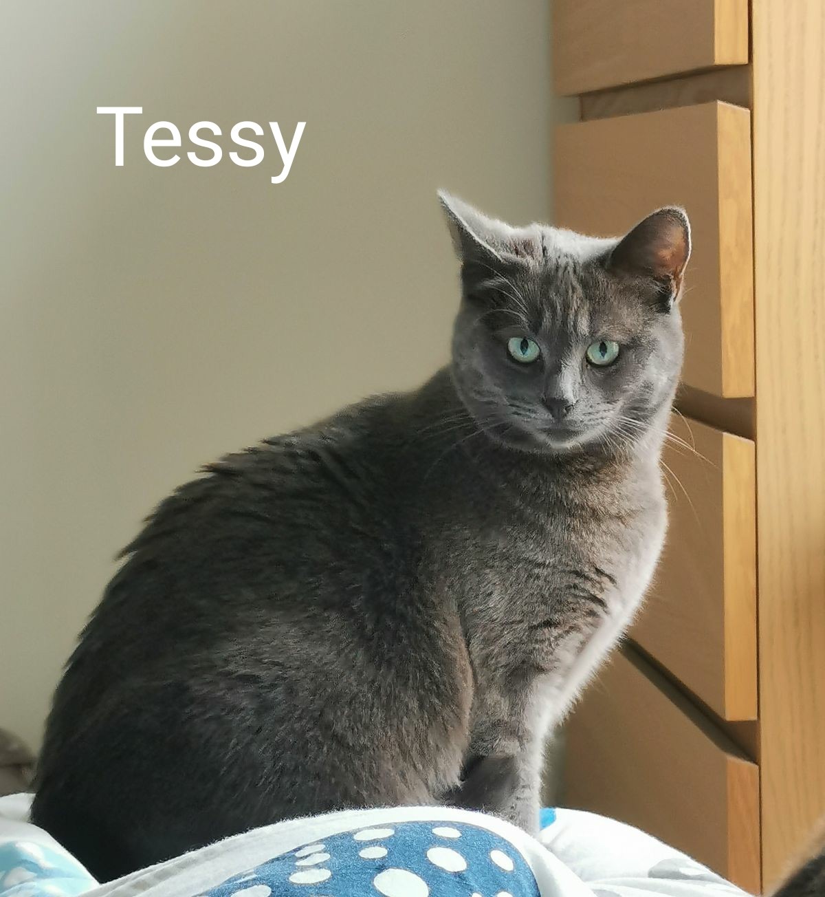 Tessy