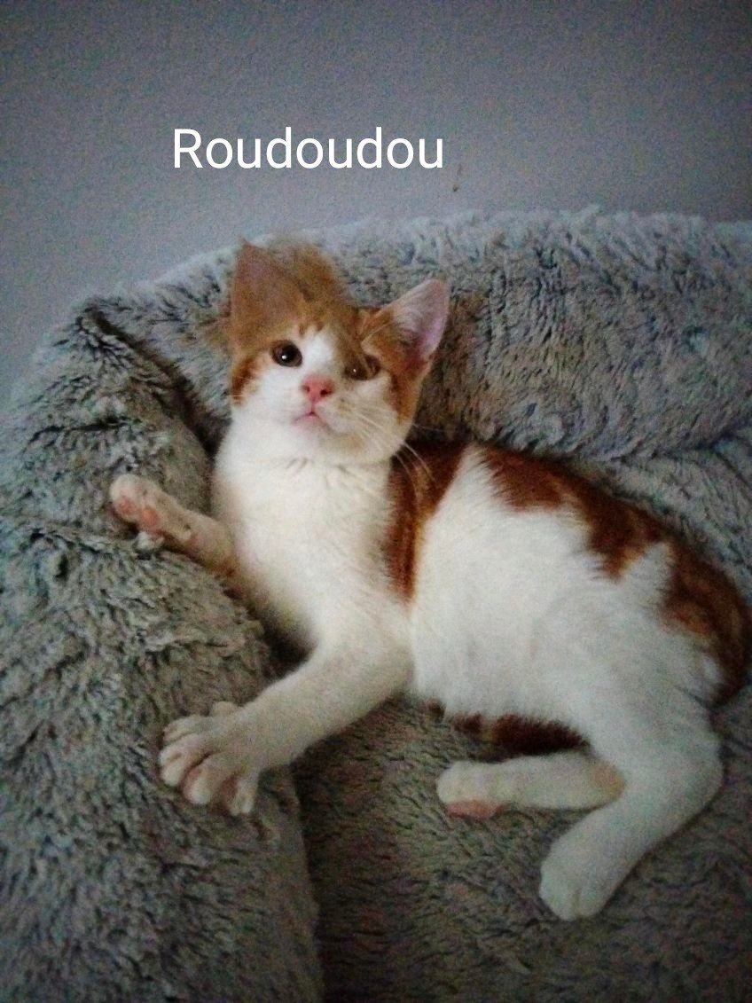 Roudoudou