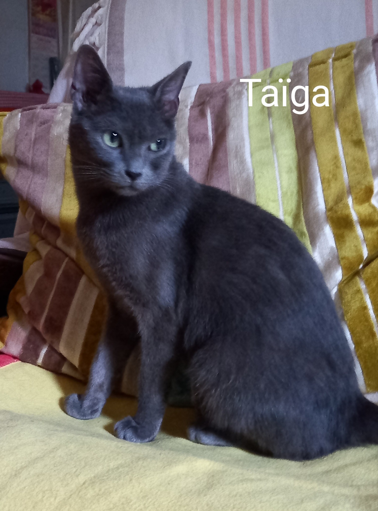 Taïga