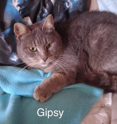 Gipsy