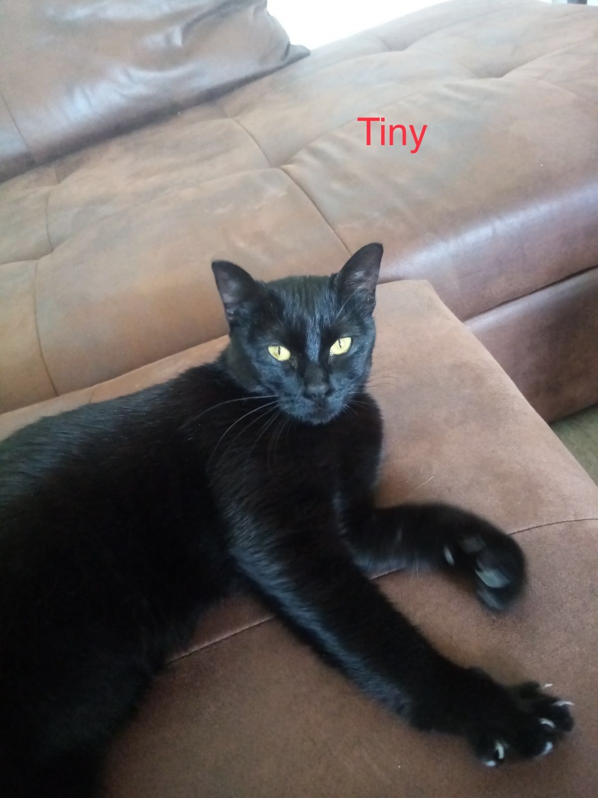 Tiny