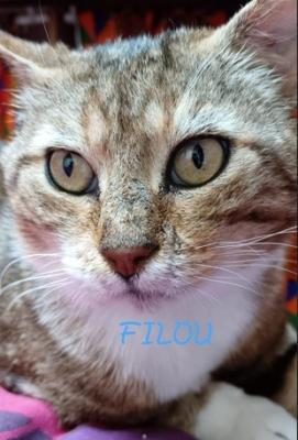 Filou