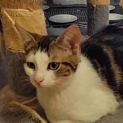 Adoptés