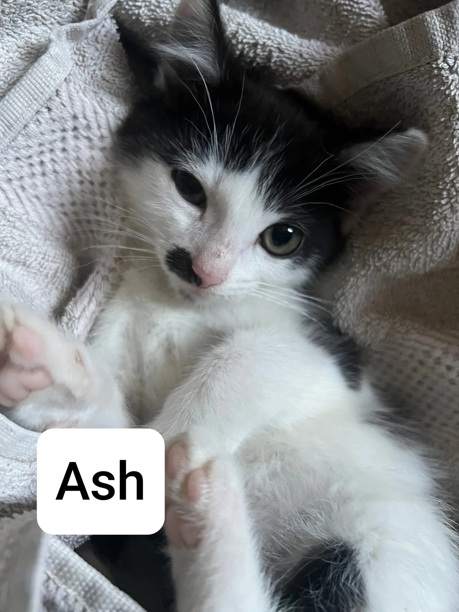 Ash