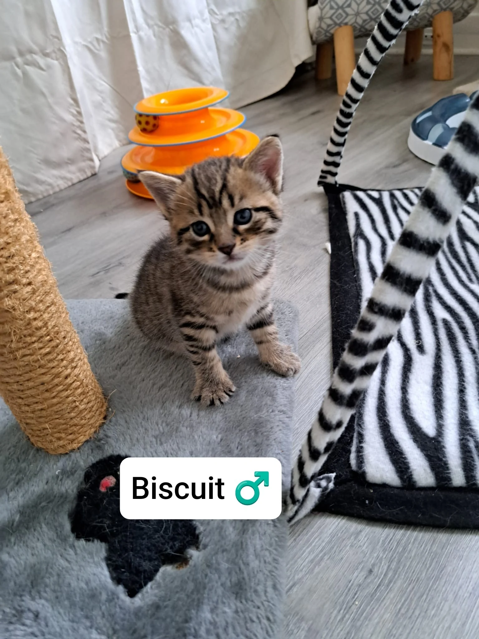 Biscuit
