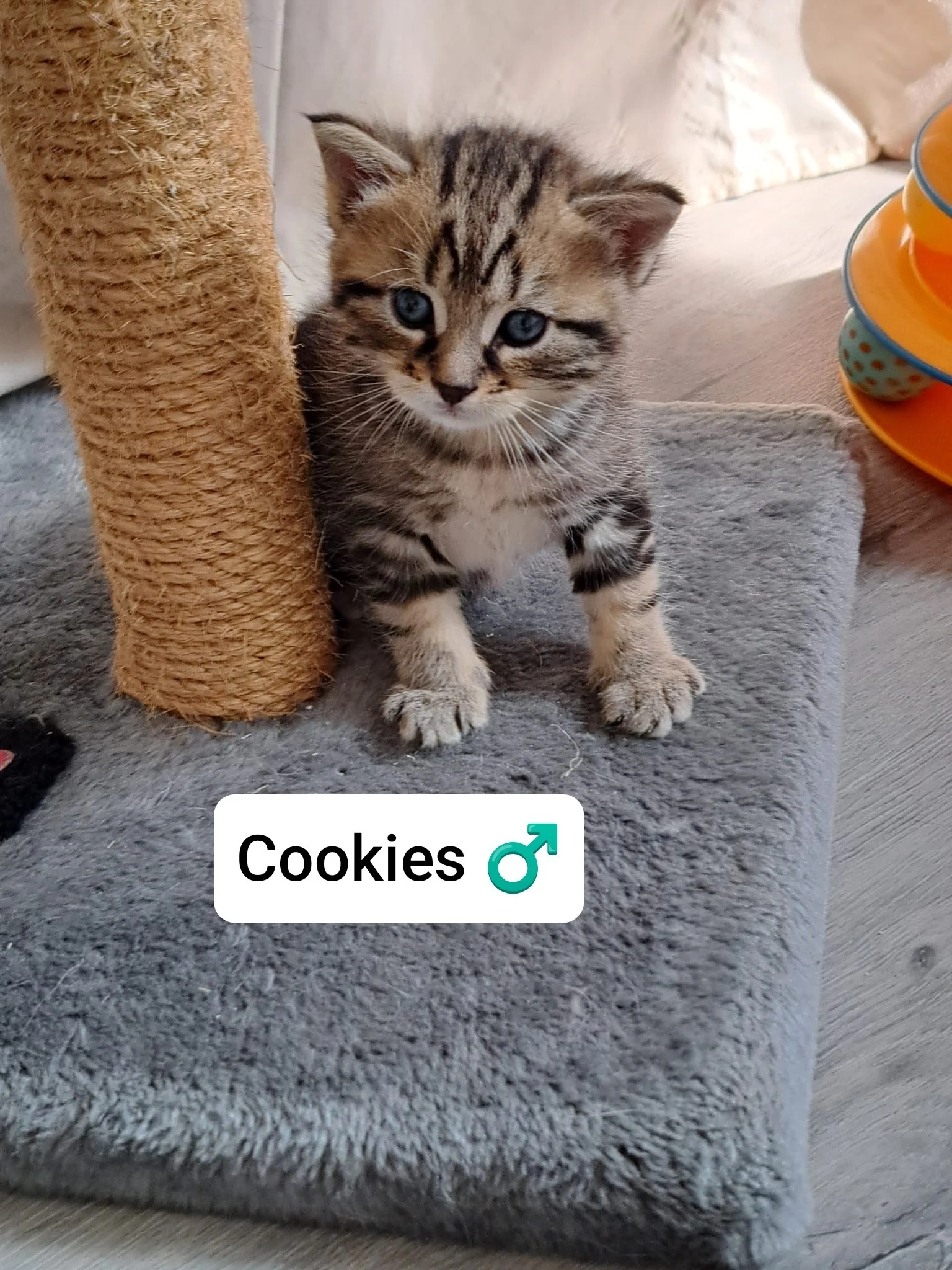 Cookies