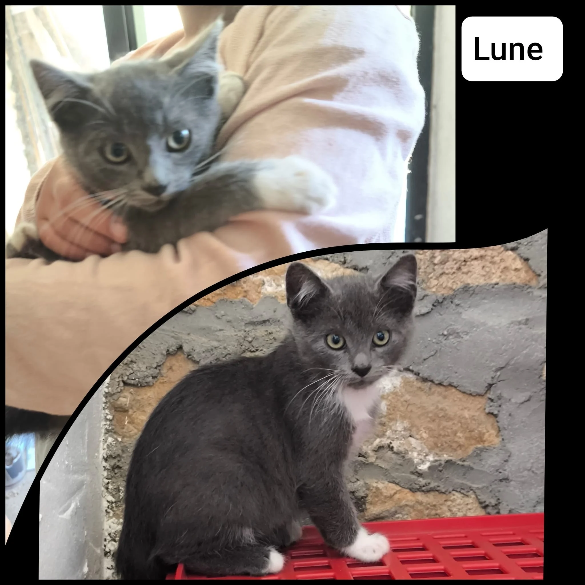 Lune