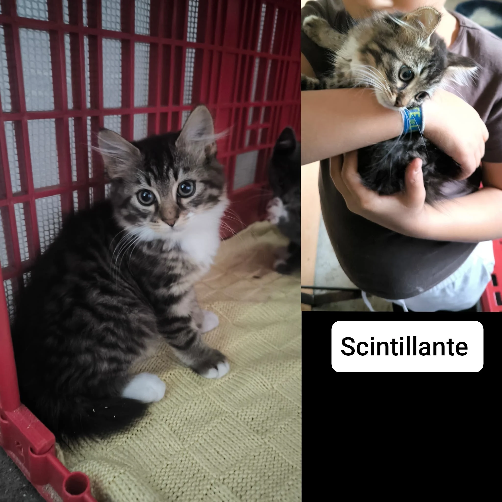 Scintillante