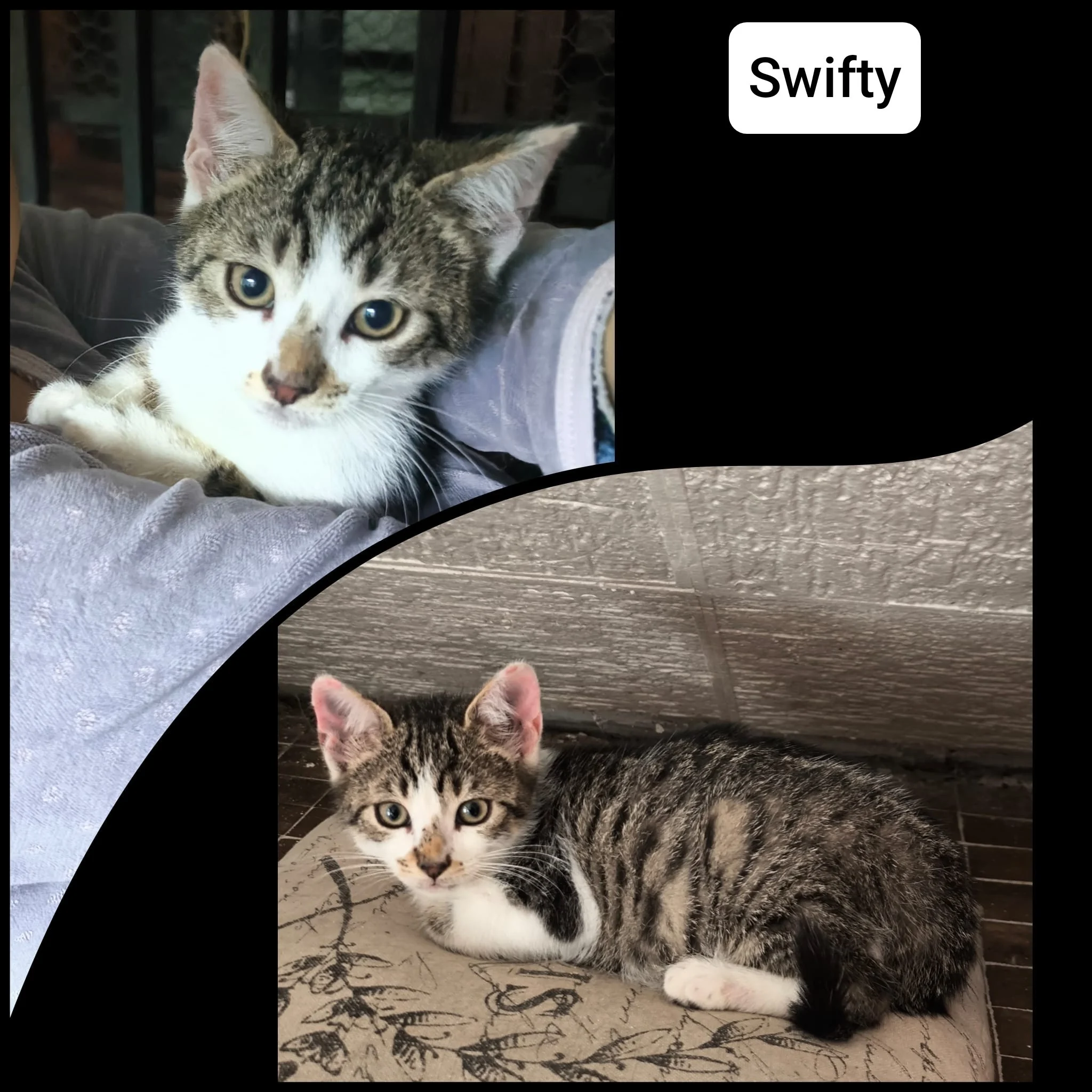 Swifty